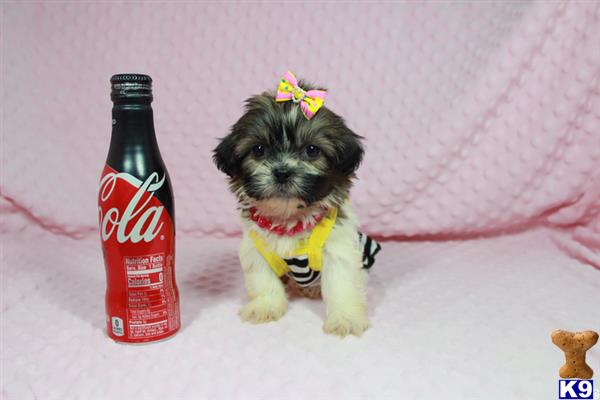 lvpuppyheaven Picture 2